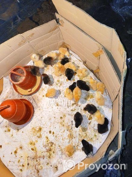 টাইগার মুরগীর বাচ্চা