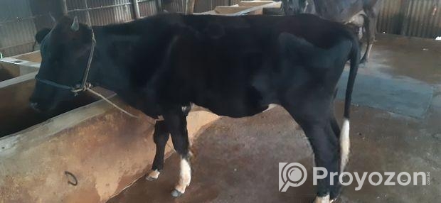 Frisian Jercy Ready Bokna