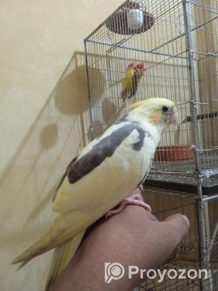 টেম ককাটেল