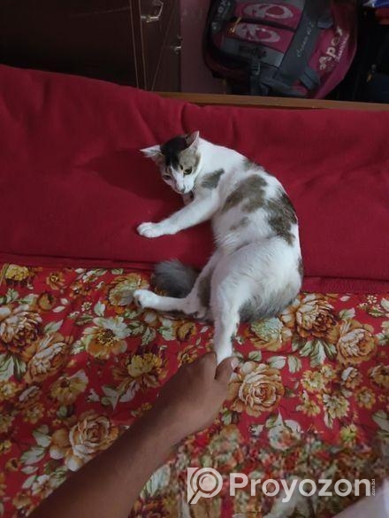 মিক্সড এডাল্ট বিড়াল