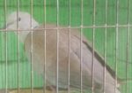 পিওর অস্ট্রেলিয়ান ঘুঘু পাখি