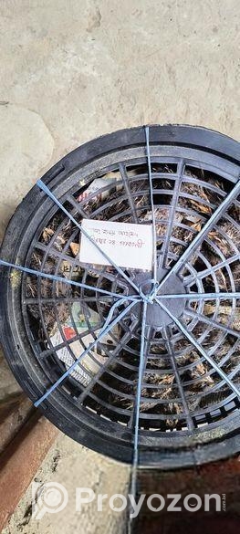 ১৭ দিন বয়সের কোয়েল পাখির বাচ্চা বিক্রি করা