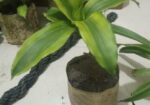 indoor plant