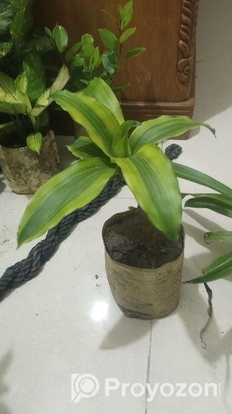 indoor plant