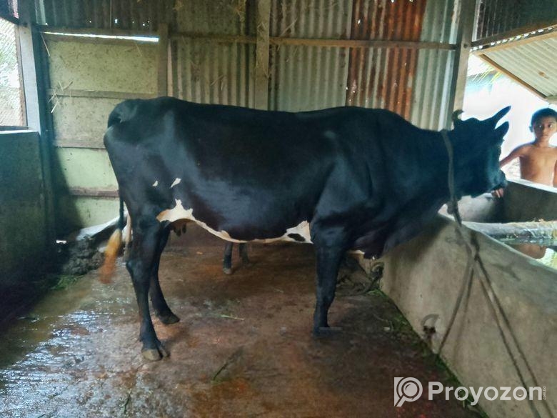 কালো ক্রস গাভী