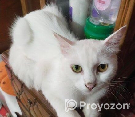 Persian Mix (high Quality)