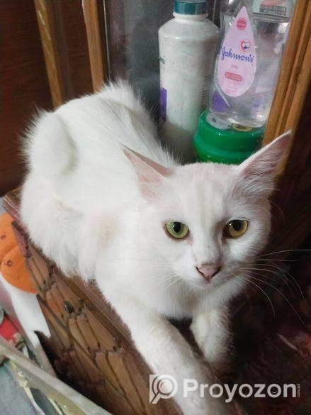 Persian Mix (high Quality)