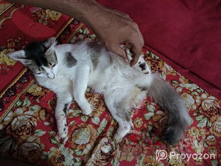 মিক্সড এডাল্ট বিড়াল