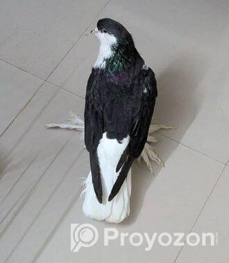 সিরাজি নর (adult)