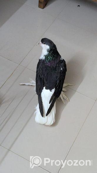 সিরাজি নর (adult)