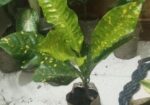 indoor plant