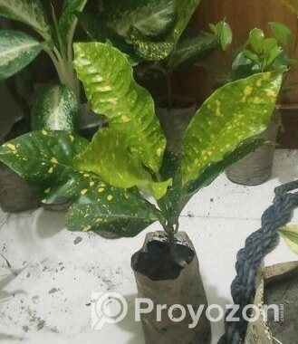 indoor plant