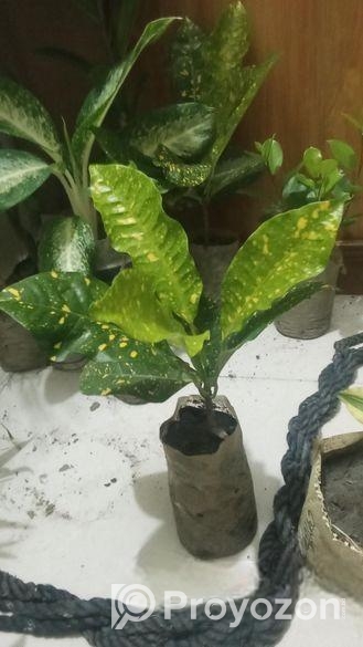 indoor plant