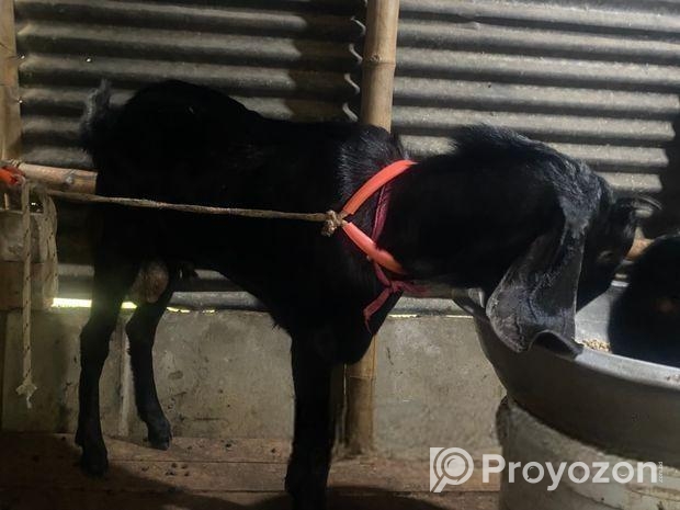 পাঠা বিক্রি করা হবে