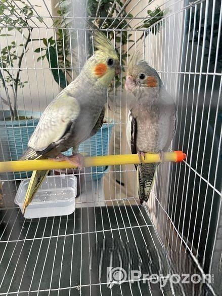 কোকাটেল পাখি