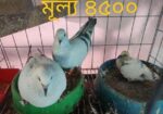 হায়দ্রাবাদ মিলি আইসবার কবুতর