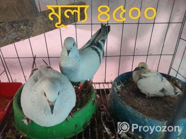 হায়দ্রাবাদ মিলি আইসবার কবুতর