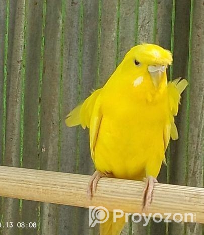 জাপানিজ ফিমেল বাজি