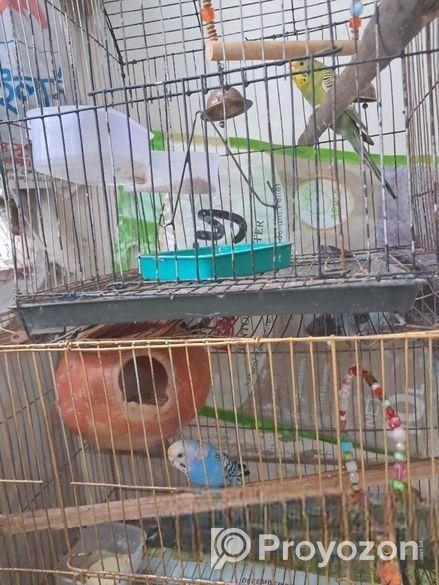 অ্যাডাল্ট বাজিগর