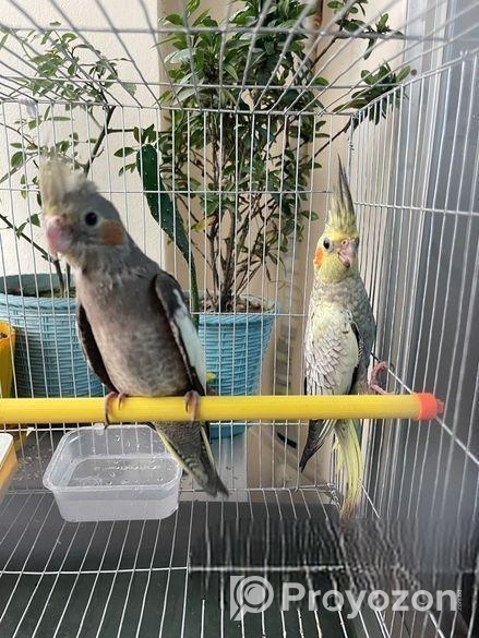 কোকাটেল পাখি