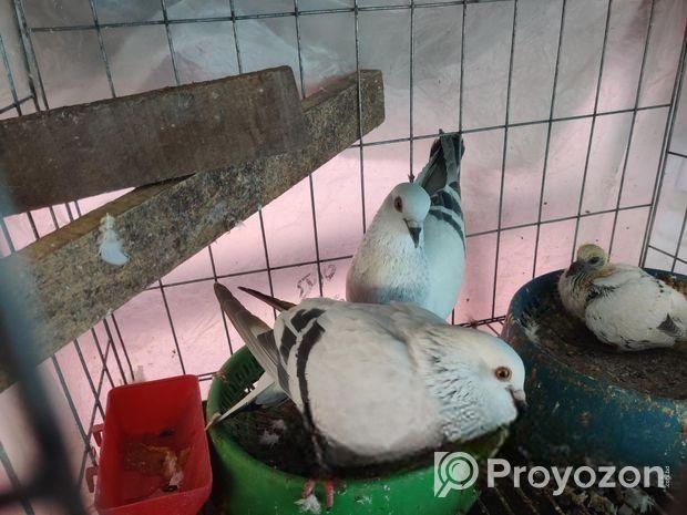 হায়দ্রাবাদ মিলি আইসবার কবুতর