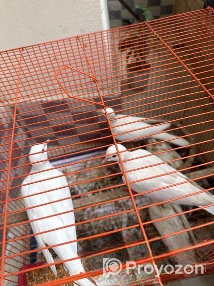 5 টা ঘুঘু পাখি সেল করব বাচ্চাসহ (আর্জেন্ট)