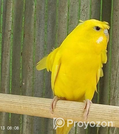 জাপানিজ ফিমেল বাজি