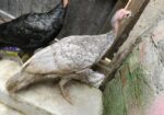 টার্কি মুরগীর সেল