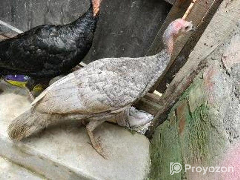 টার্কি মুরগীর সেল