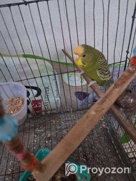 অ্যাডাল্ট বাজিগর