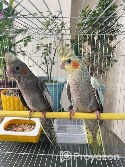 কোকাটেল পাখি