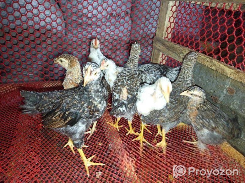 অরিজিনাল দেশি মুরগীর বাচ্চা