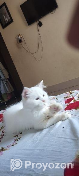 পাঁচ মাসের একটি ছেলে বিড়াল বিক্রি হবে