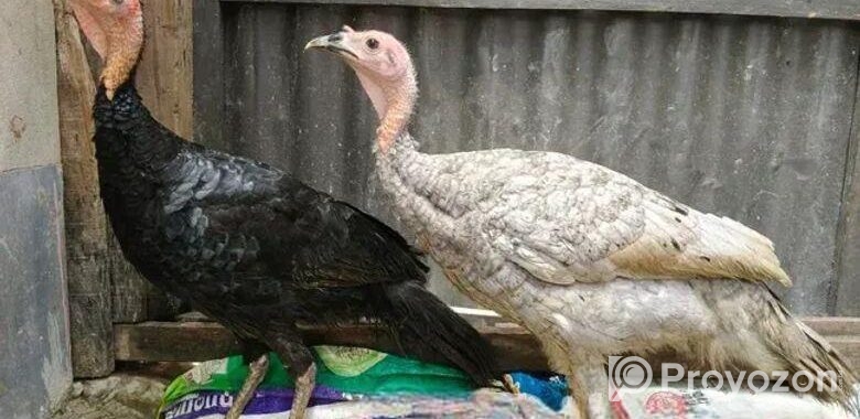 টার্কি মুরগীর সেল