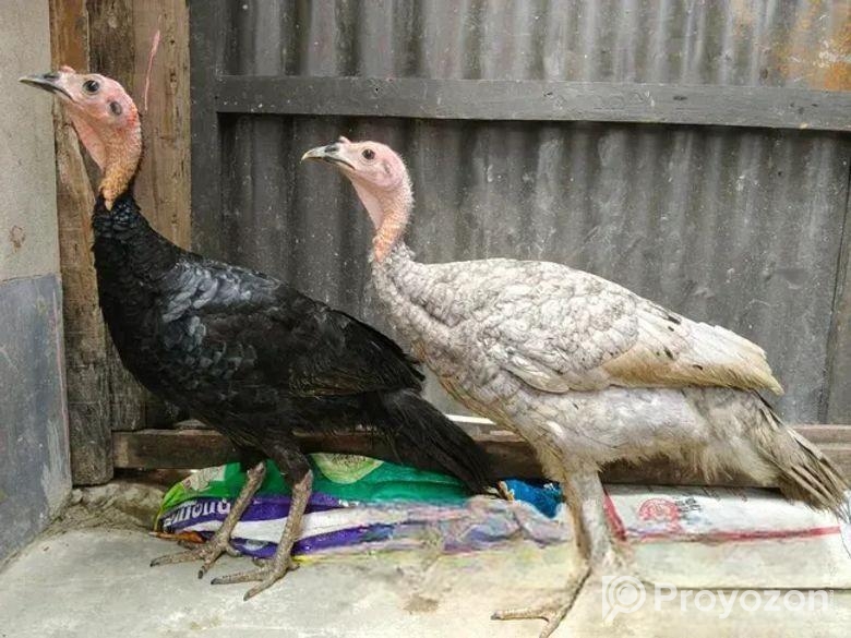 টার্কি মুরগীর সেল