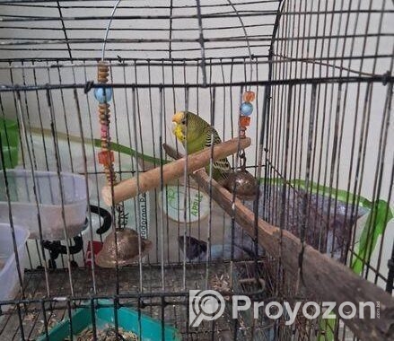 অ্যাডাল্ট বাজিগর