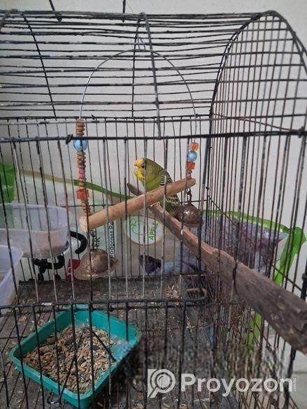 অ্যাডাল্ট বাজিগর