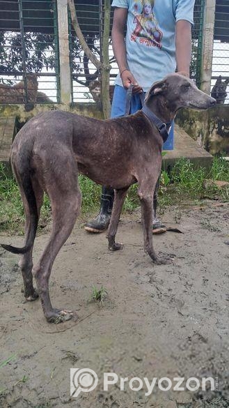Rampur Greyhound Female