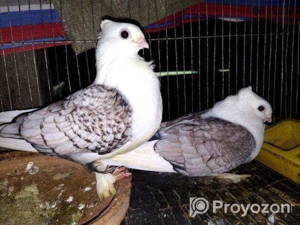 ঝরনা শাটিং কবুতর