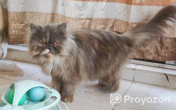 Persian female adult cat