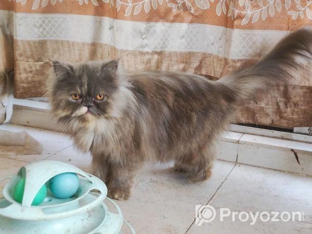 Persian female adult cat
