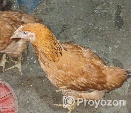 টাইগার জাতের মুরগী