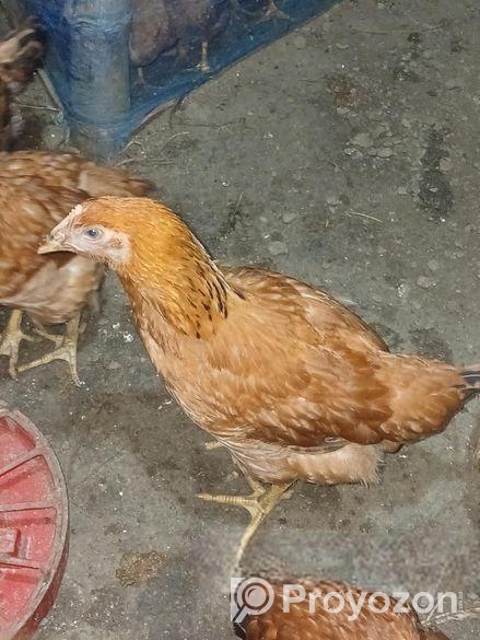 টাইগার জাতের মুরগী