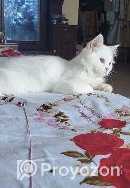 পাঁচ মাসের একটি ছেলে বিড়াল বিক্রি হবে