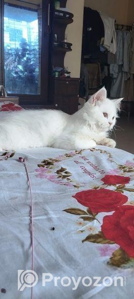 পাঁচ মাসের একটি ছেলে বিড়াল বিক্রি হবে