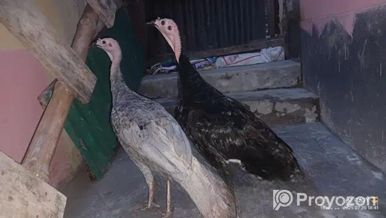 টার্কি মুরগীর সেল