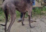 Rampur Greyhound Female