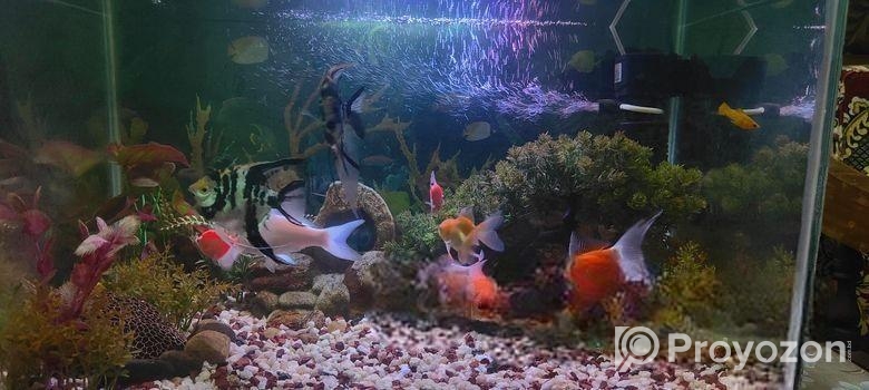 Aquarium Fish sell