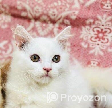 Persian Kitten বিক্রয় করা হবে