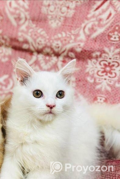 Persian Kitten বিক্রয় করা হবে